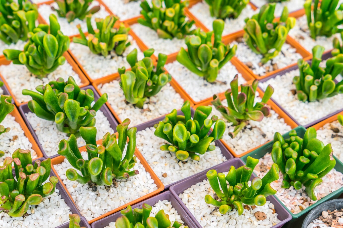 Custom Garden Design